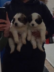 цуценята Сенбернара