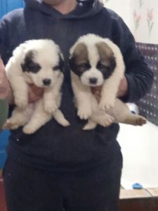 цуценята Сенбернара