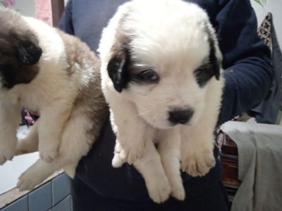 цуценята Сенбернара