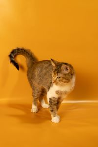 Кішечка дуже ласкава