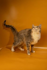 Кішечка дуже ласкава