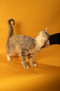 Кішечка дуже ласкава