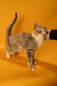 Кішечка дуже ласкава