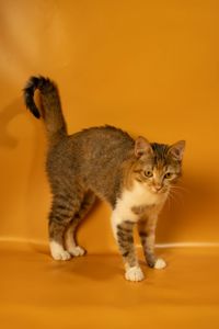 Кішечка дуже ласкава