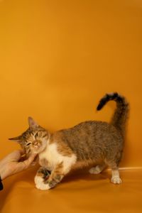 Кішечка дуже ласкава