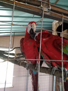 Попугаи АРА