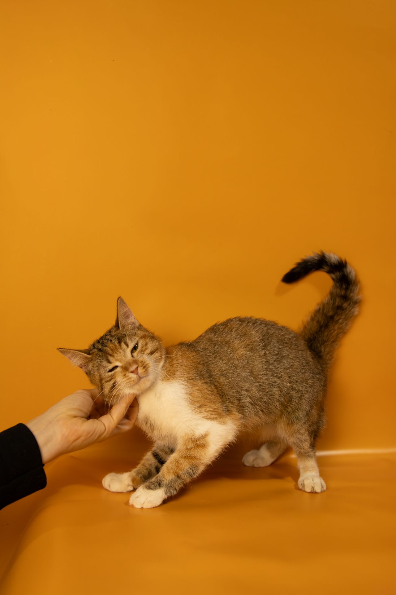 Кішечка дуже ласкава