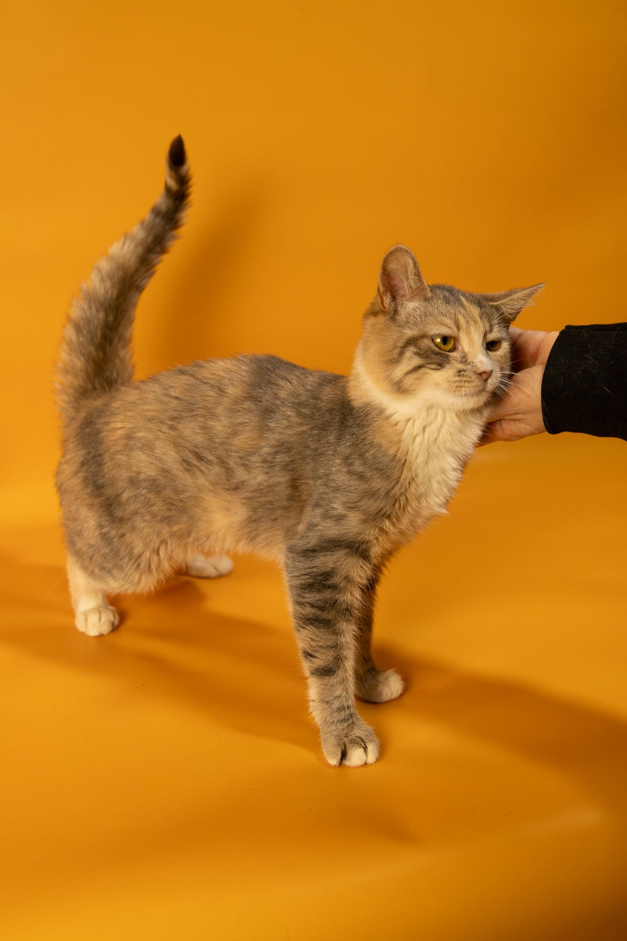 Кішечка дуже ласкава