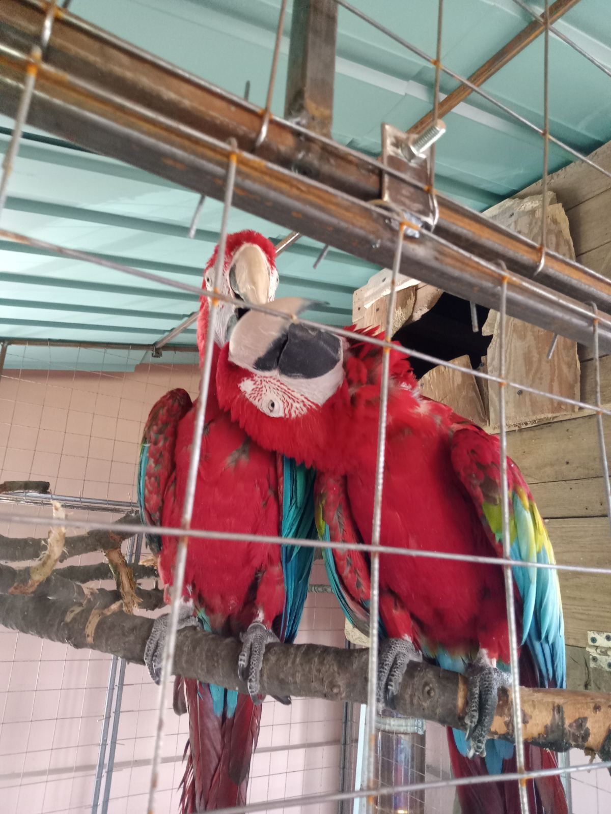 Попугаи АРА