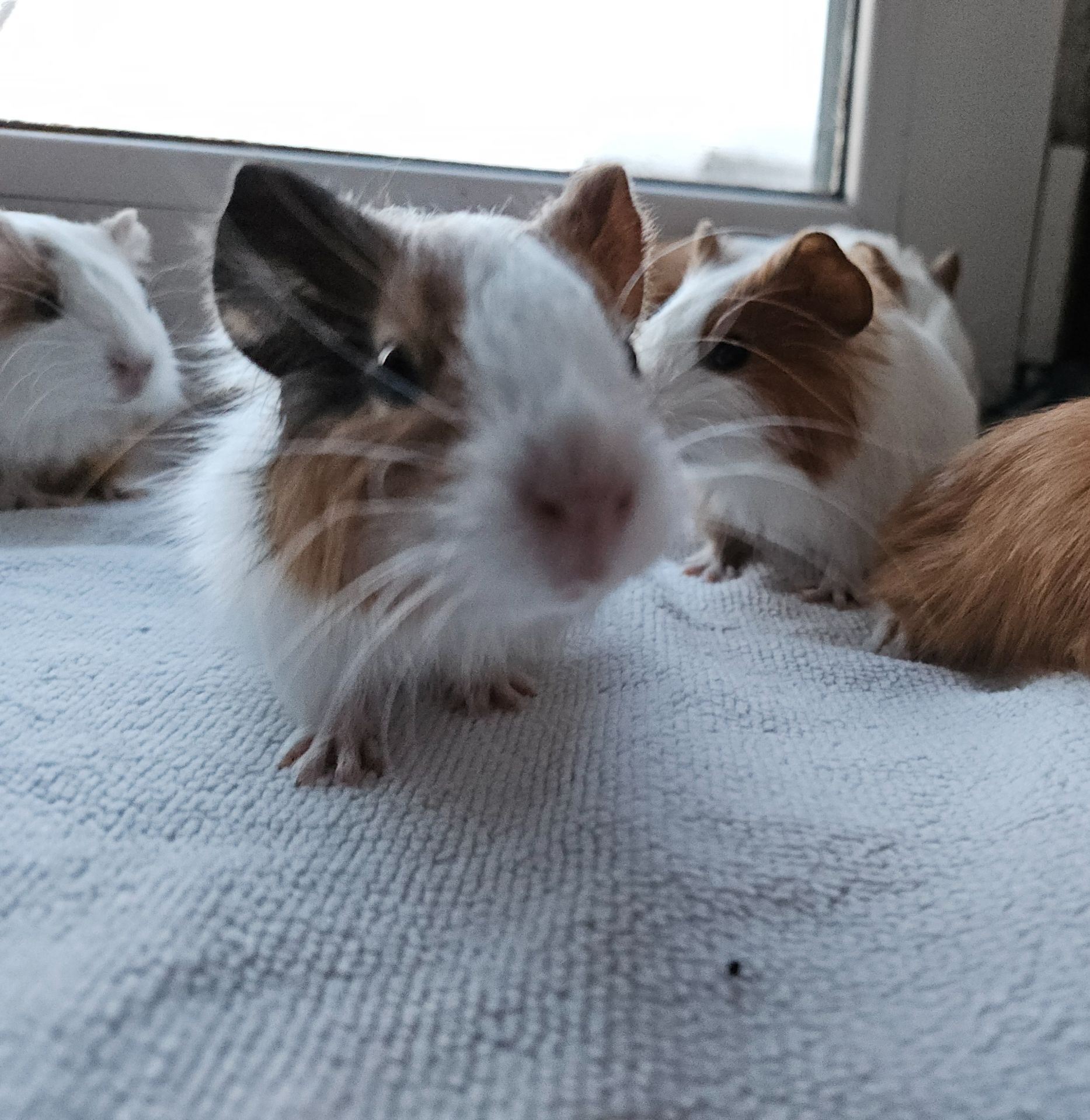 Морская свинка