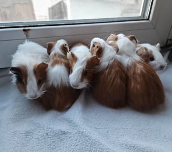 Морская свинка