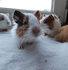 Морская свинка