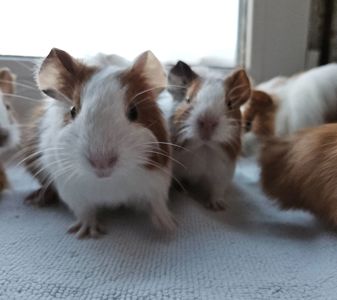 Морская свинка