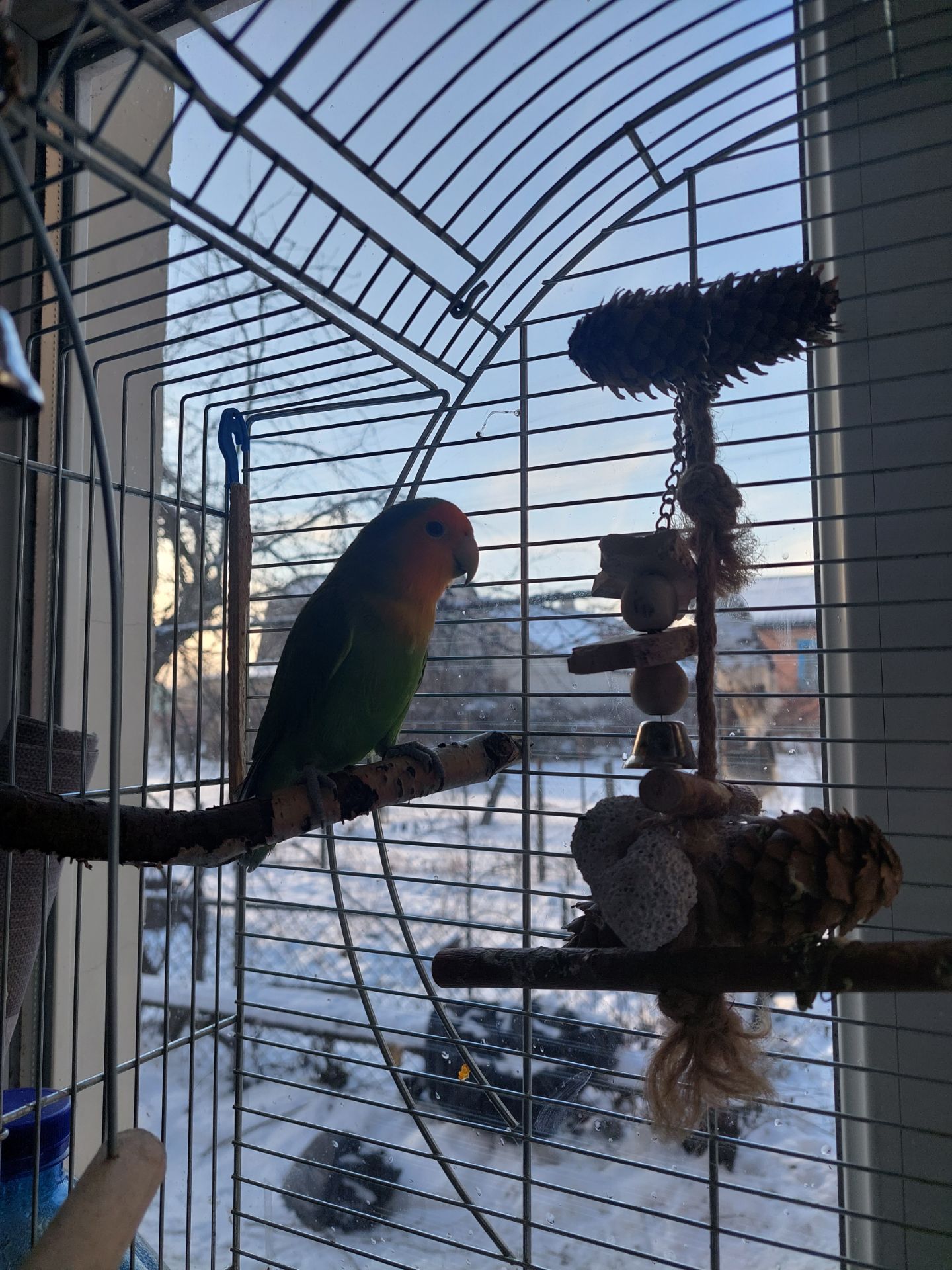 Розовощекий неразлучник