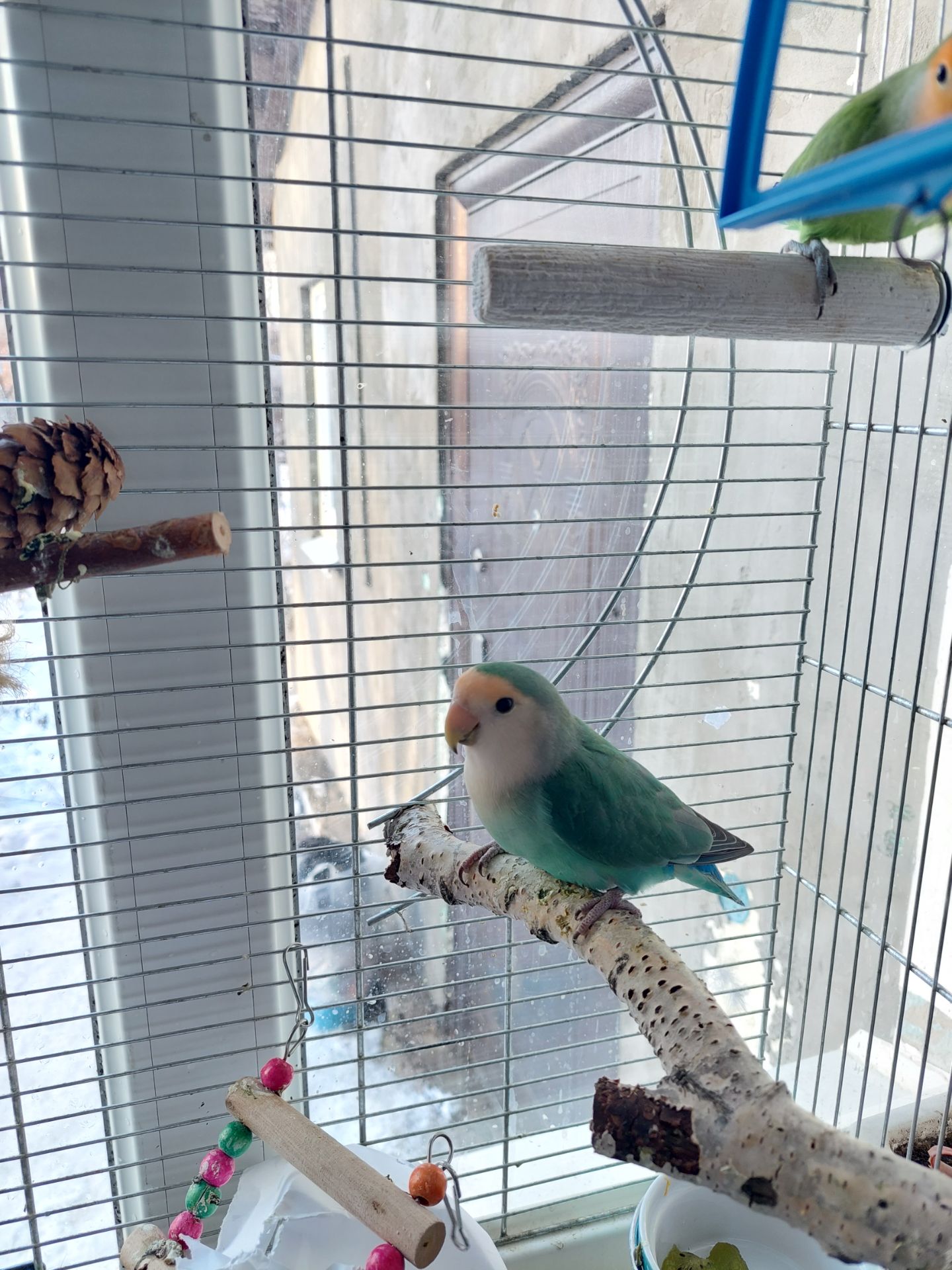 Розовощекий неразлучник