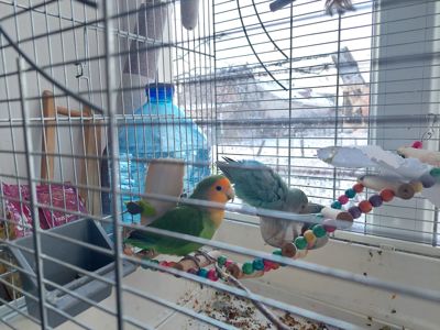 Розовощекий неразлучник