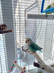 Розовощекий неразлучник