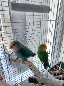 Розовощекий неразлучник