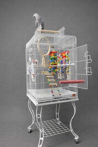 Какаду, какаду альба, какаду з кліткою