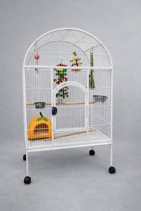 Папуга ара, ара зеленокрилий, ара з крилами