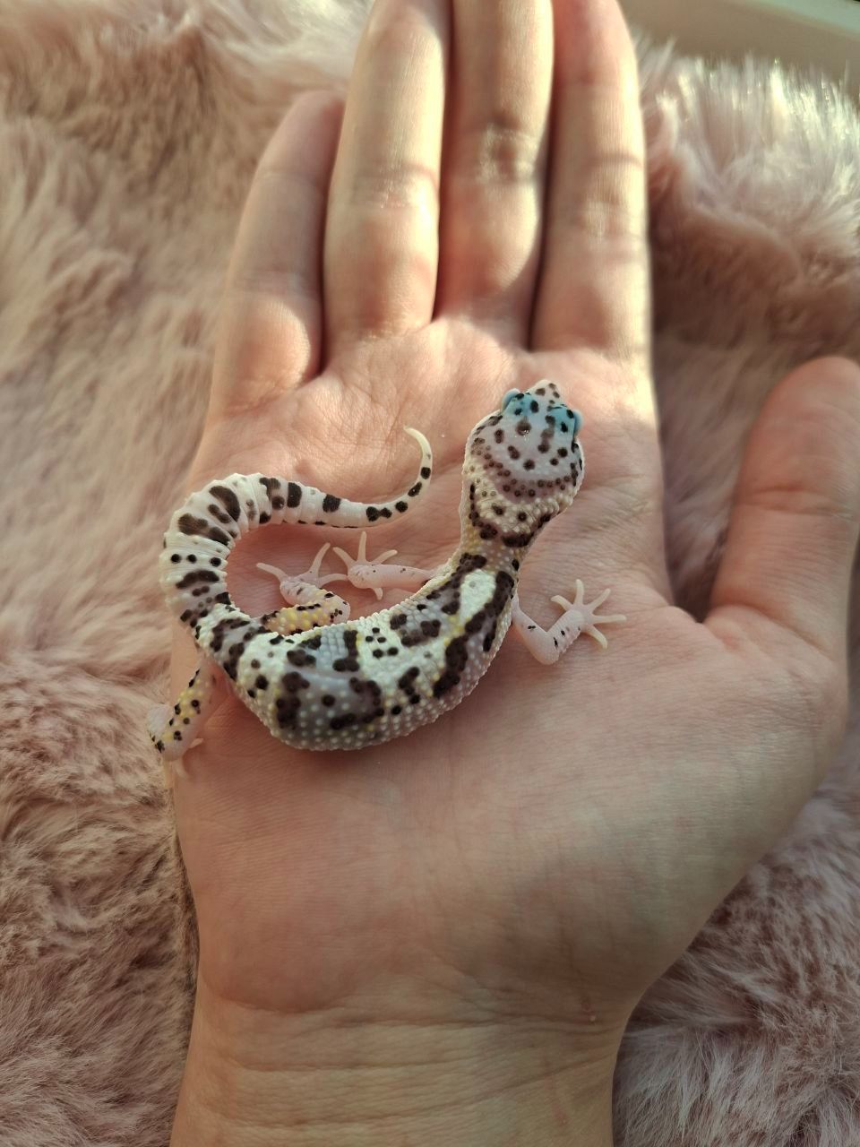 Малюк еублефара