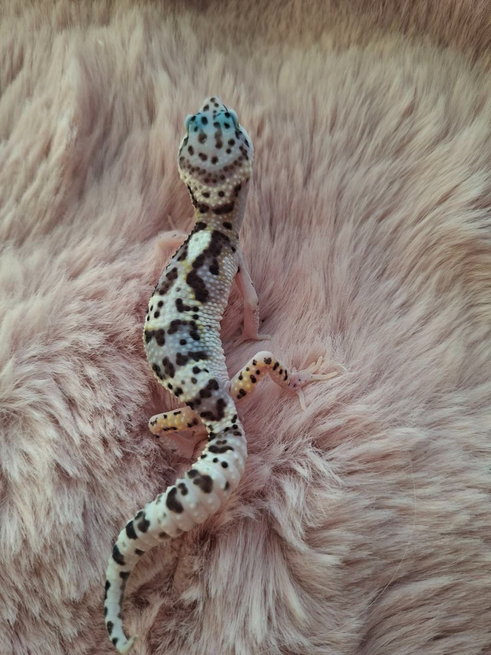 Малюк еублефара