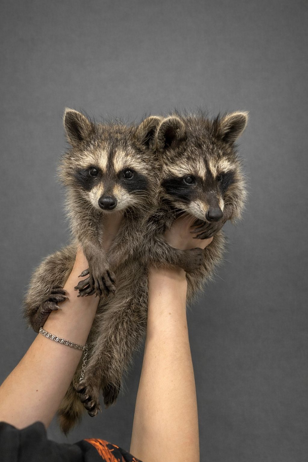 Єнотик, єнот полоскун