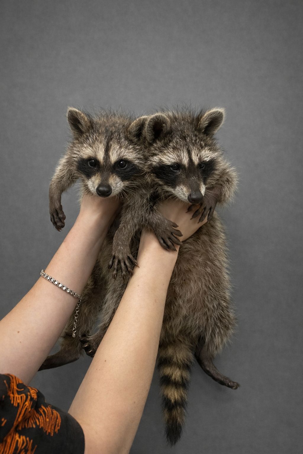 Єнотик, єнот полоскун