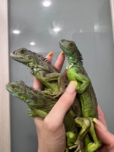 Розкішна ящірка ігуана