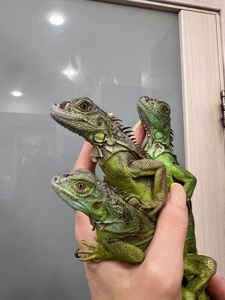 Розкішна ящірка ігуана