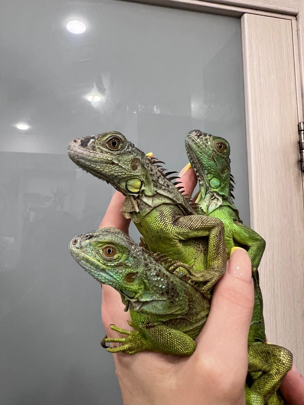 Розкішна ящірка ігуана