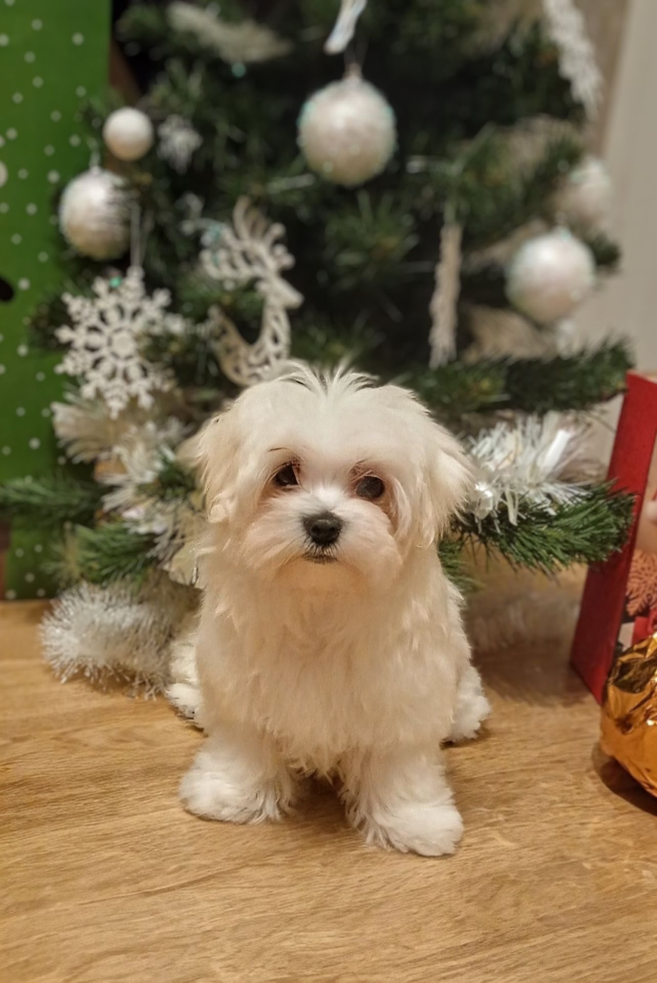 Мальтезе цуценята