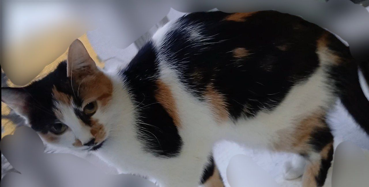 Кошка. Кошечка. Белый с пятнышками рисунок. Готовы оплатить стерилизацию. котенок