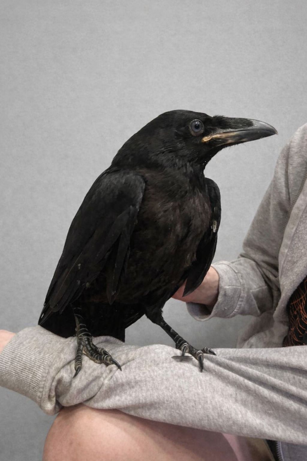 Чорний ворон крук