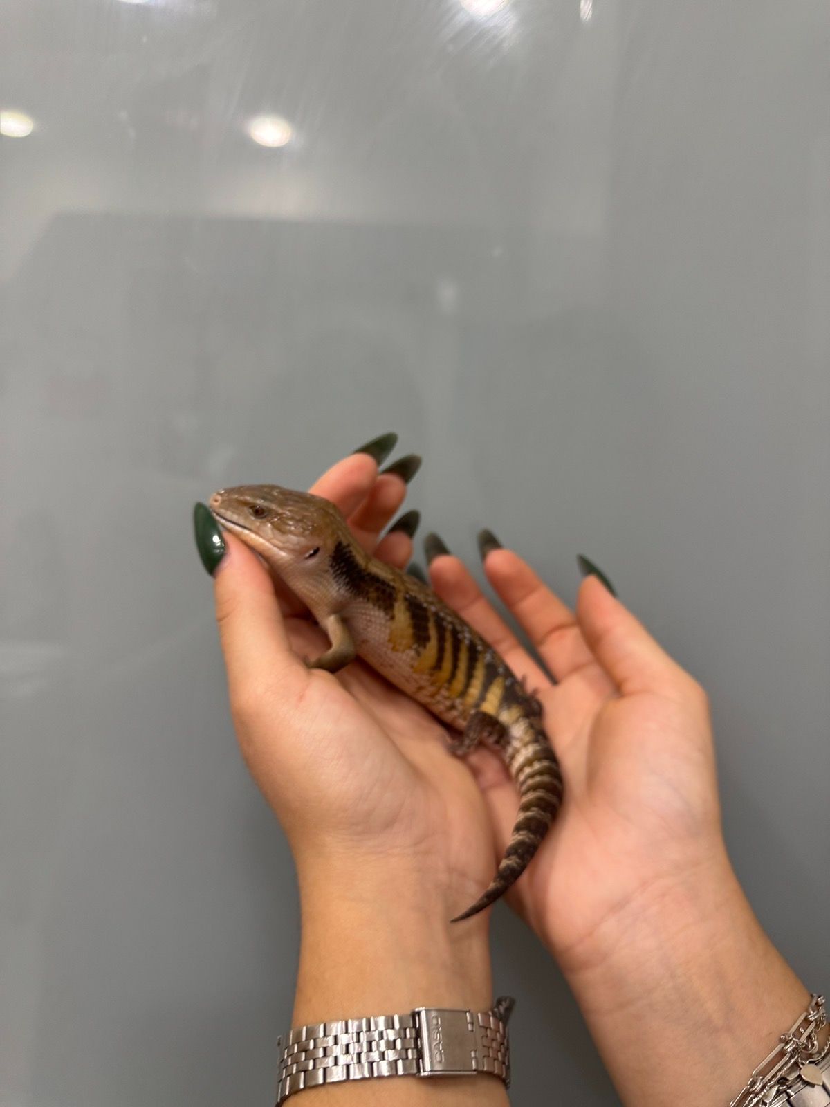 Сцинк, синьоязикий сцинк