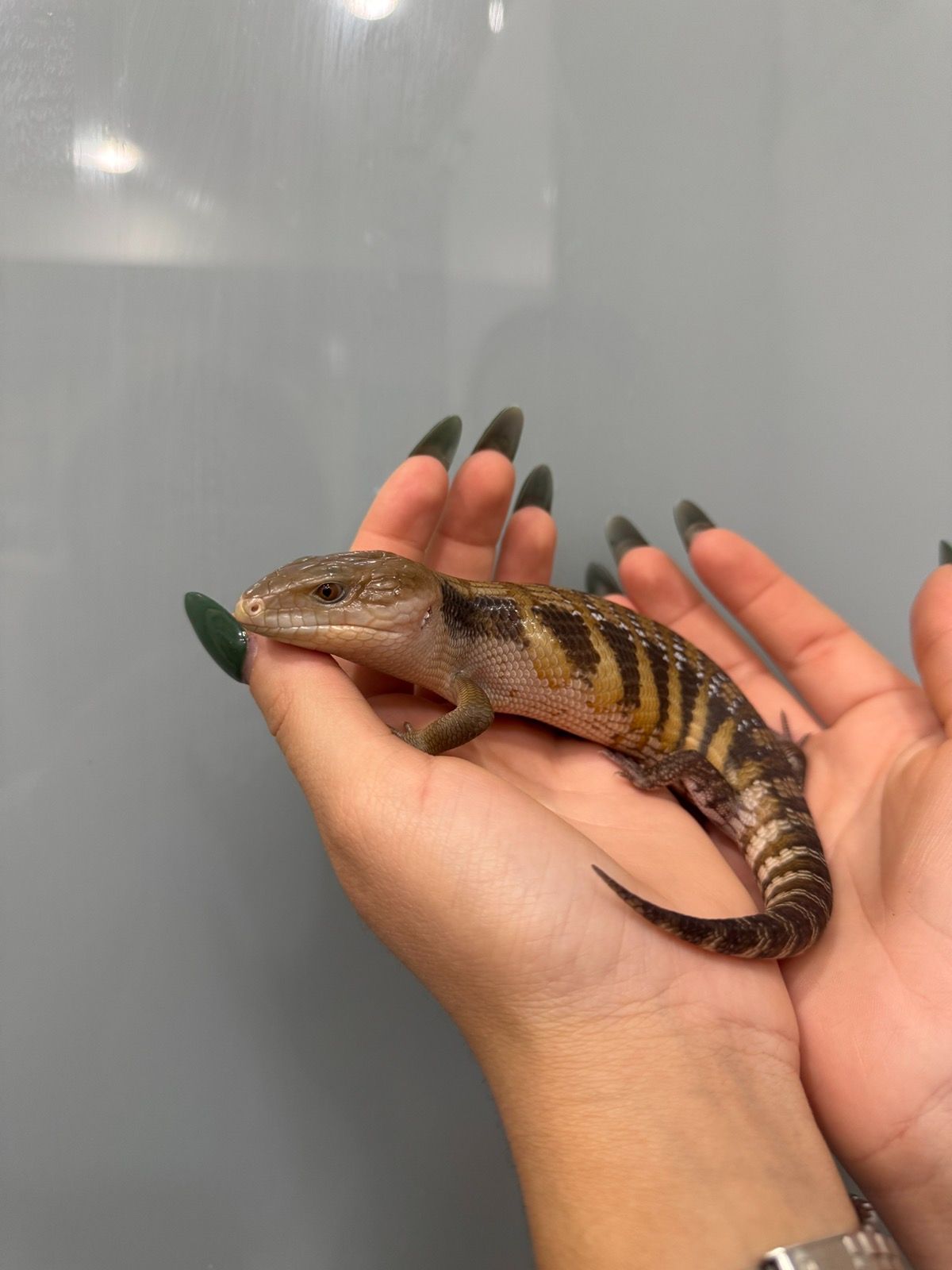 Сцинк, синьоязикий сцинк