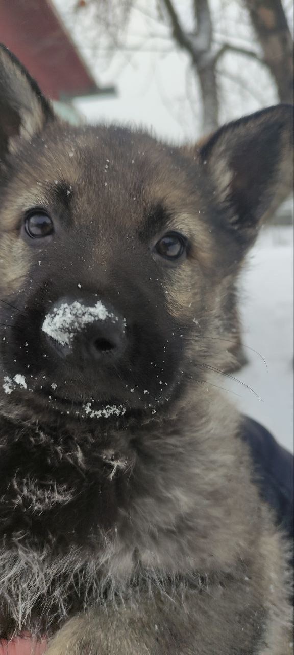 Продам цуценят вівчарки