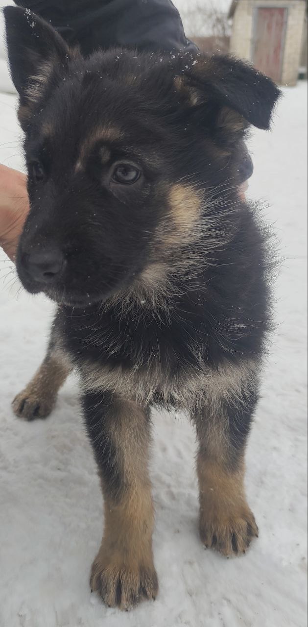 Продам цуценят вівчарки