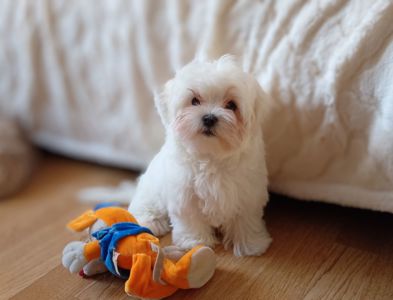 Мальтезе цуценята