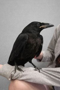 Чорний ворон крук