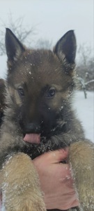 Продам цуценят вівчарки