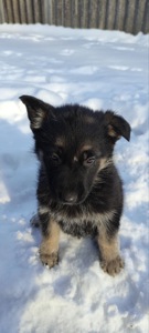 Продам цуценят вівчарки