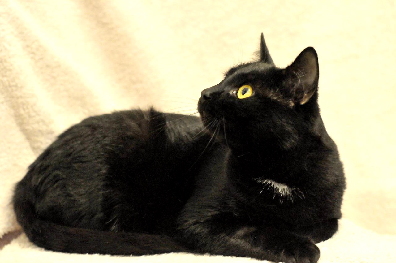 Тактильний Саймон хоче додому