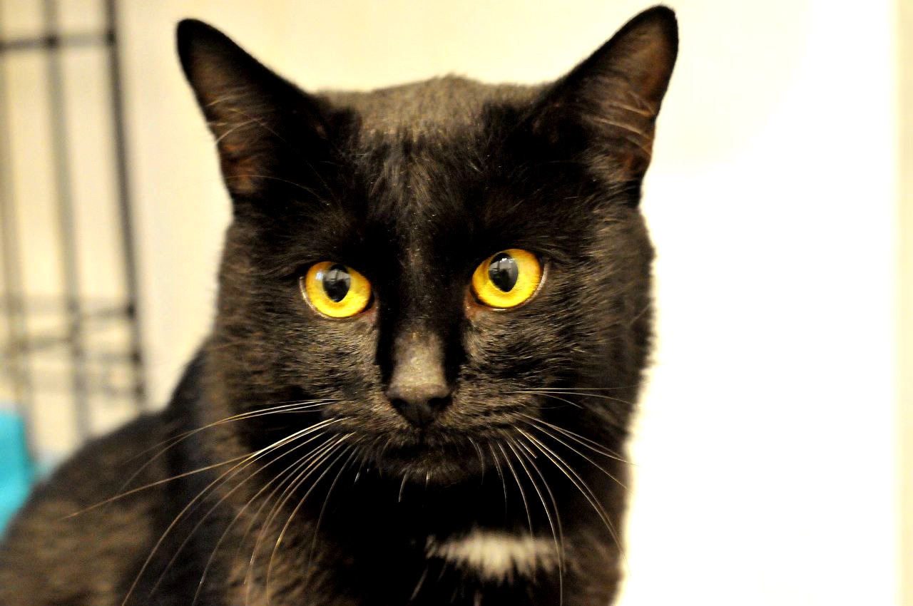 Тактильний Саймон хоче додому