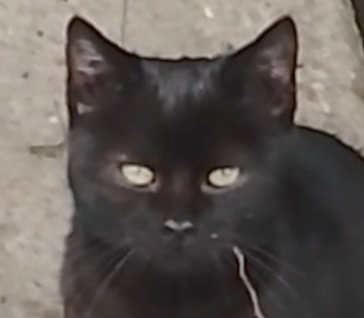 Котенок черный. Кошеня чорне