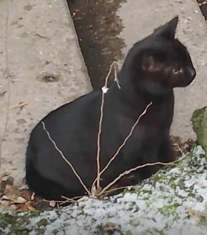 Котенок черный. Кошеня чорне