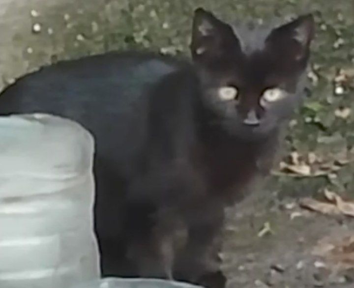 Котенок черный. Кошеня чорне