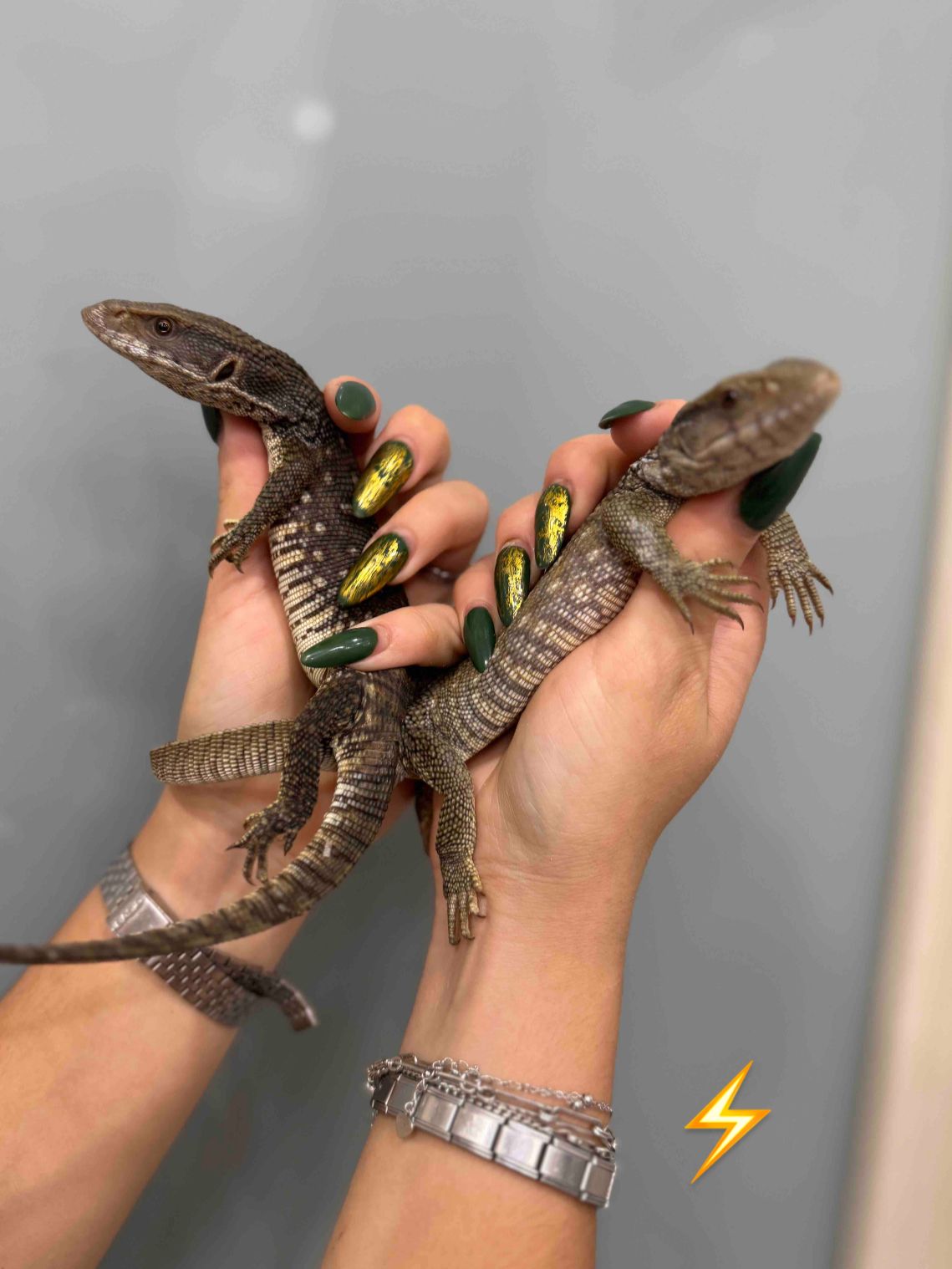 Варан капський, варн ручний