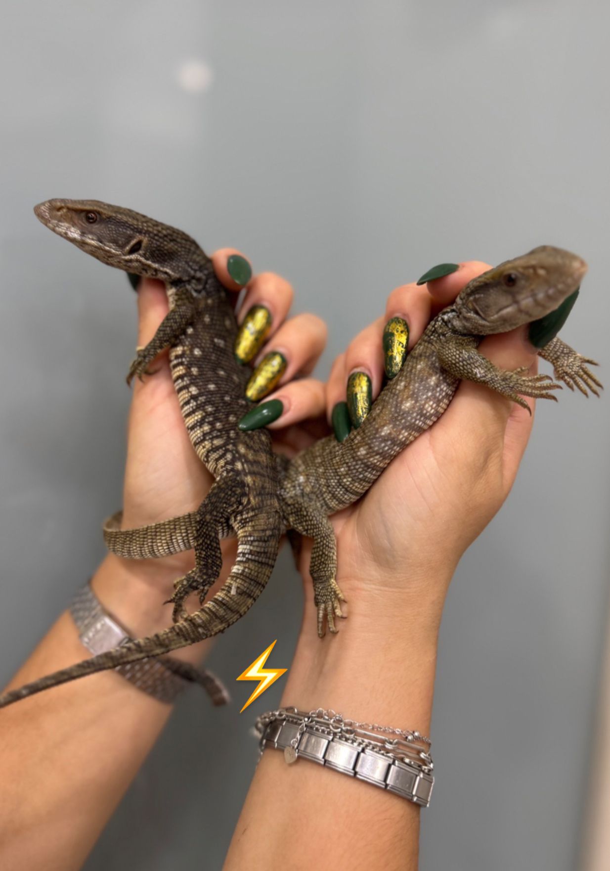 Варан капський, варн ручний