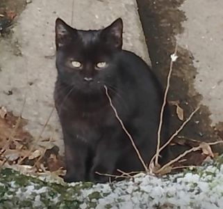 Котенок черный. Кошеня чорне